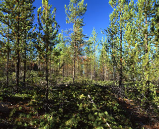 Little Indian Lodgepole pine thinning 23 years after harvest